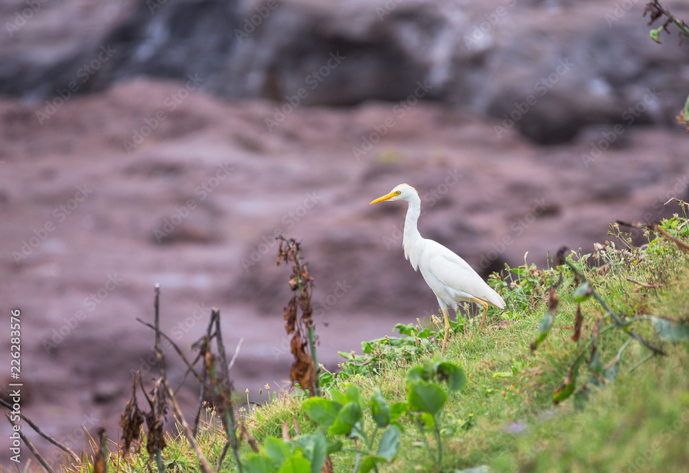 Obraz premium A Cattle Egret hunts on a grassy slope
