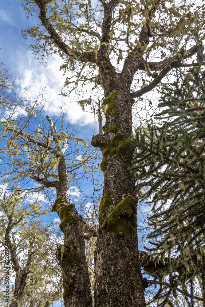 Araucaria at Nahuelbuta National Park, South of Chile. Araucaria at Nahuelbuta National Park, South of Chile.