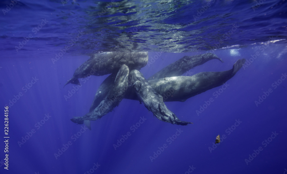 Fototapeta premium Sperm whales, Indian Ocean, Mauritius
