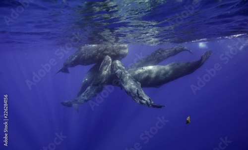 Sperm whales, Indian Ocean, Mauritius