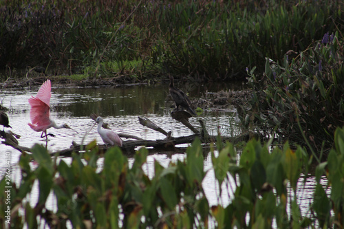 turtle swimming in Florida swamp