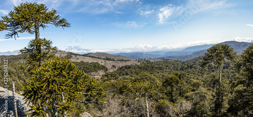 Nahuelbuta National Park, South of Chile. photo