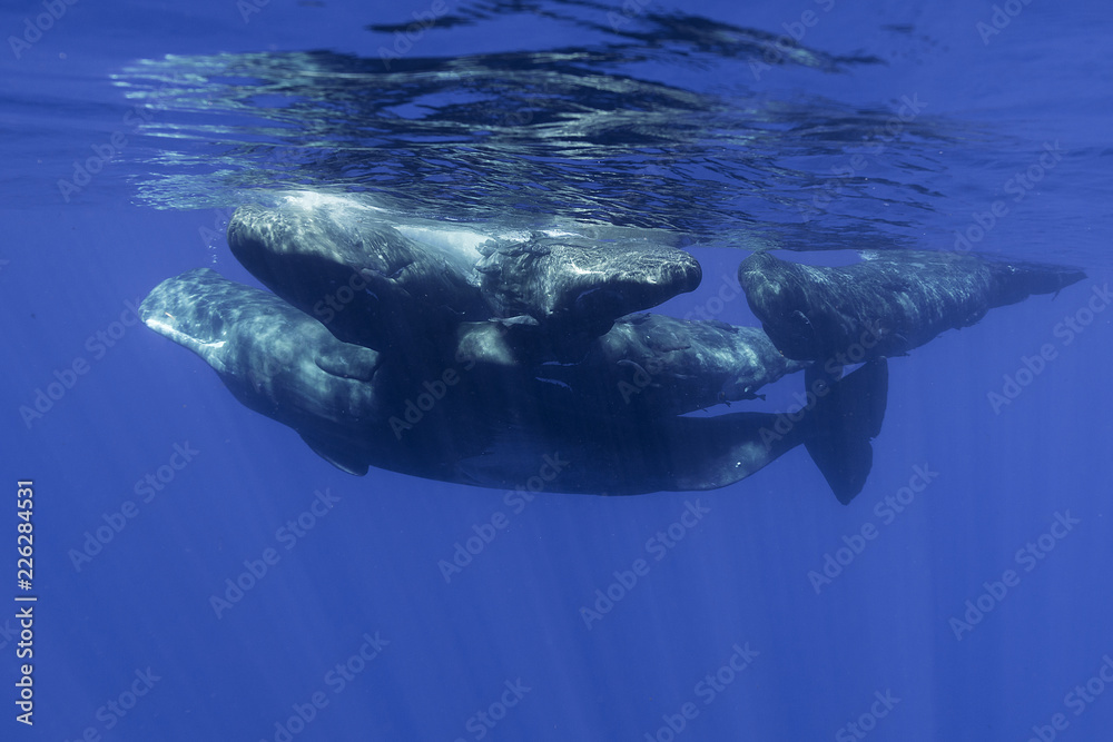Fototapeta premium Sperm whales, Indian Ocean, Mauritius
