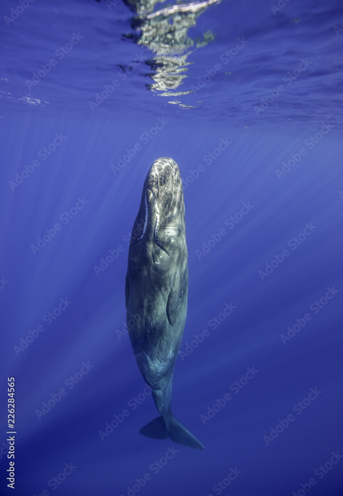 Naklejka premium Sperm whales, Indian Ocean, Mauritius