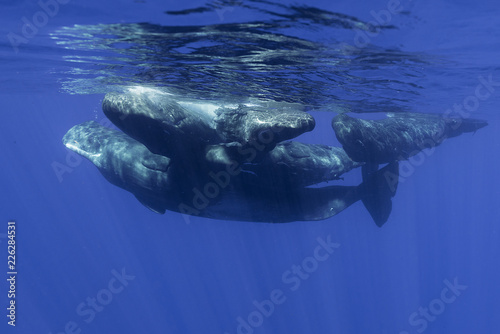 Sperm whales, Indian Ocean, Mauritius © wildestanimal
