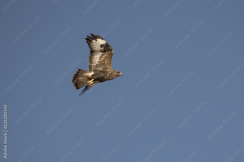 Obraz premium milano en vuelo