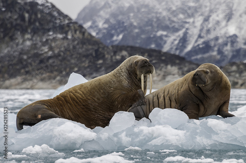 Walrus and her cub on floating ice, northern Svalbard.