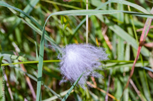Buscema Seed photo
