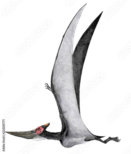 翼竜 プテラノドン・ロンギケプス。白亜紀後期のr空の爬虫類。 インゲンス種である。体形から見て鶏冠の長短は雌雄の違いとも思われ、インゲンスは現在ロンギケプスに再同定されている。イラストは鶏冠の短いタイプを描いている。魚食性