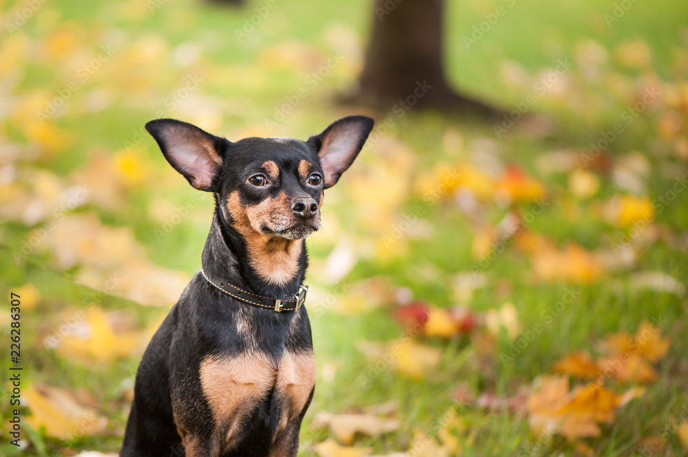 Smart dog  terrier with ideal data stands in the autumn forest. Picturesque portrait of a dog.