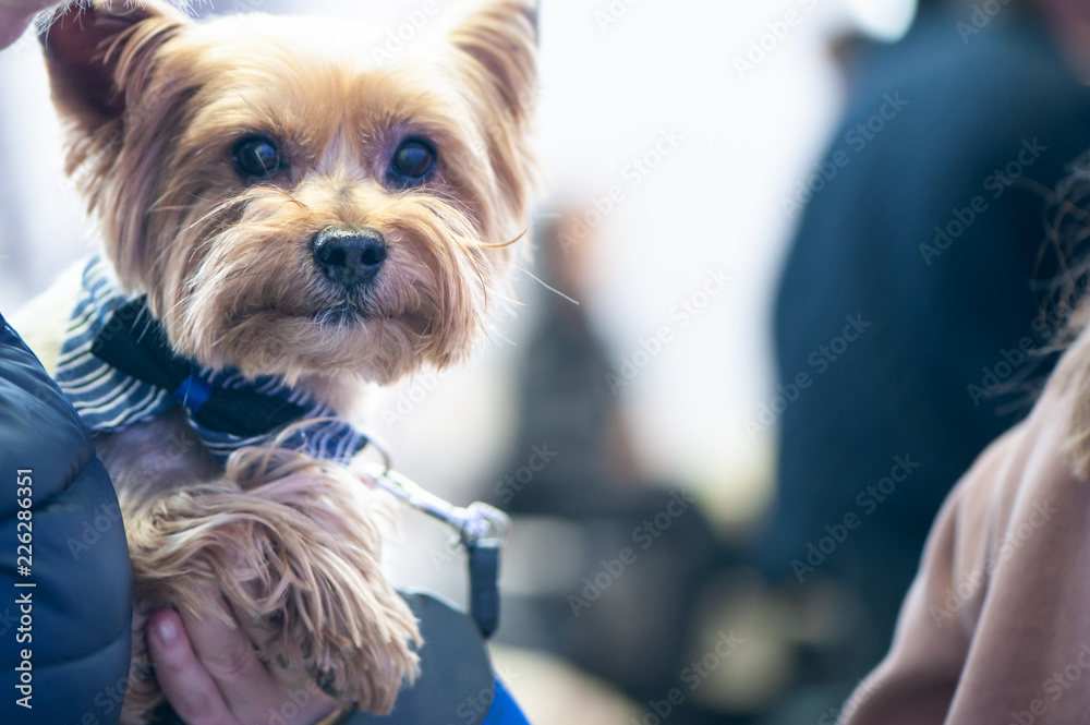 Yorkshire terrier at the Dog Show at the hands of the owner Yorkshire terrier at the Dog Show at the hands of the owner