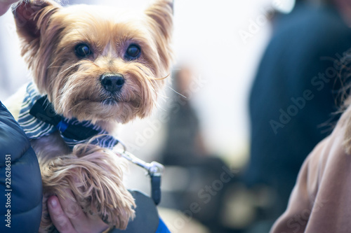 Yorkshire terrier at the Dog Show at the hands of the owner
