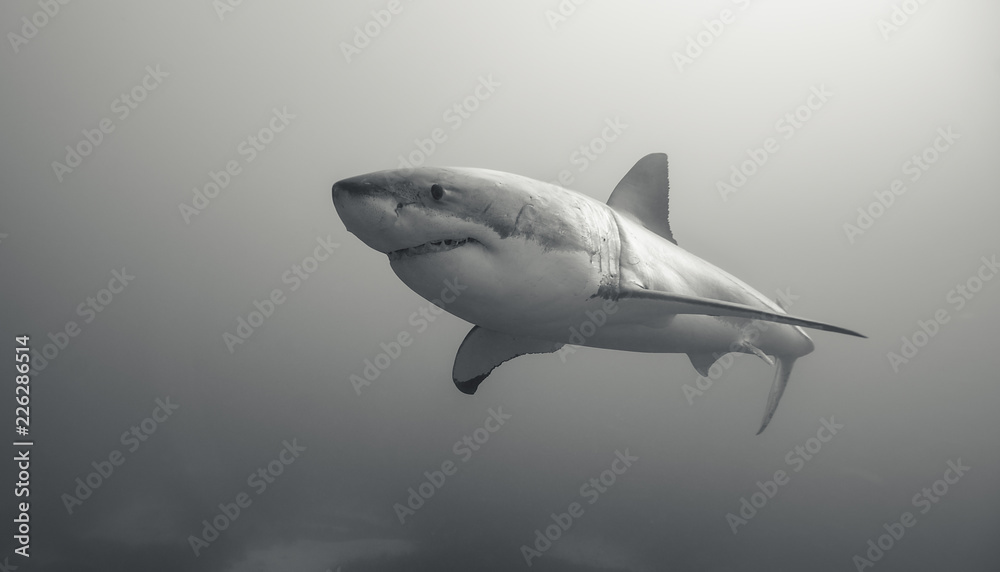 Naklejka premium Great white shark, Neptune Islands, South Australia.