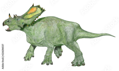 カスモサウルスは中型の角竜類。この恐竜は襟飾りが大きいが、中央部が窪んでいて薄く、比較的軽い構造になっている。完全な壮年になると窪みの部分は穴が開いていたと思われる。襟飾りの周囲は硬い棘で囲まれており、この襟飾りを立て、幼体や傷ついた仲間を肉食獣から守るために円陣を組んだと想像されている。イラストは襟飾りの薄い部分に装飾を施した。白亜紀後期の草食性の恐竜。 © Mineo