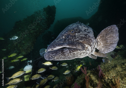 Giant grouper, Aliwal Shoal, South Africa.