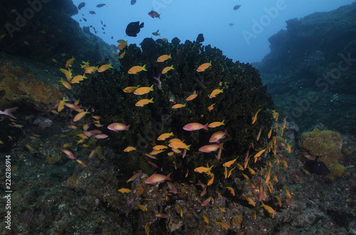 Coral reef seascape, Aliwal Shoal, South Africa.