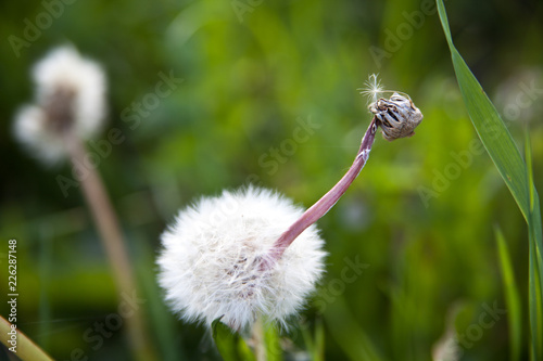 Fototapeta Naklejka Na Ścianę i Meble -  Pusteblume