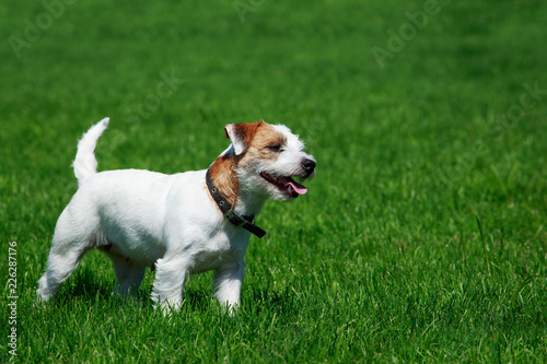 Slika na platnu Dog breed Parson Russell Terrier