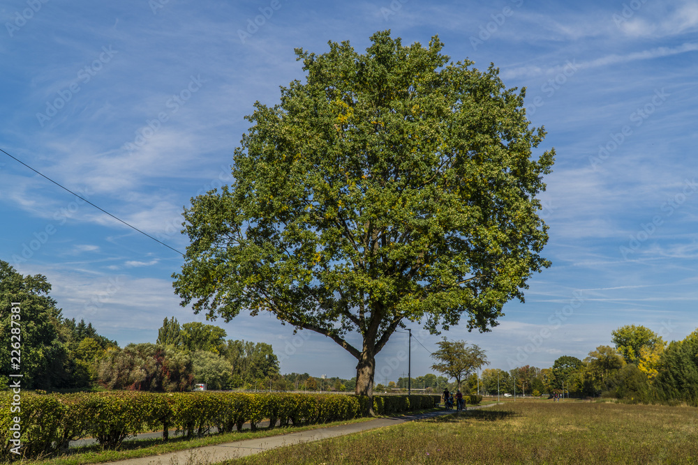 Fototapeta premium The single tree in the field