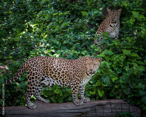 leopard (Panthera pardus) © apple2499