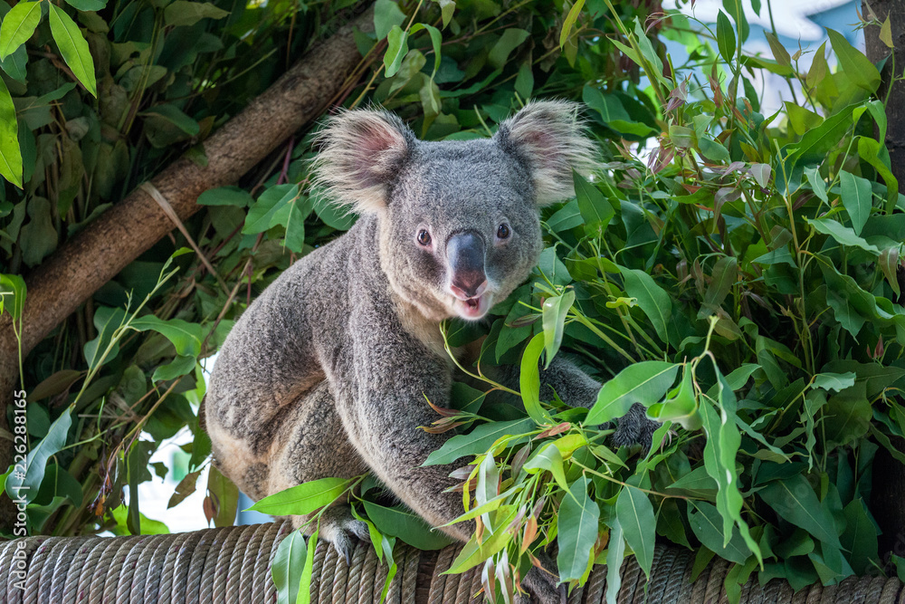 Fototapeta premium koala bear