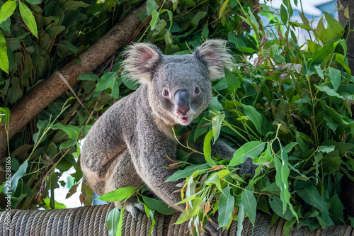 Fototapeta Naklejka Na Ścianę i Meble -  koala bear