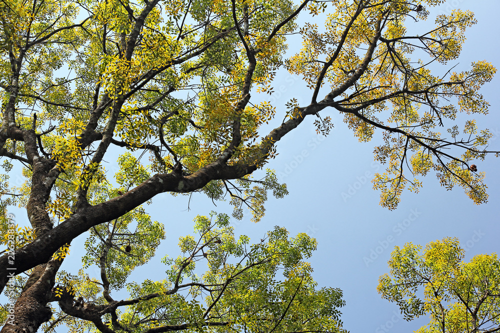 Canopy view of autumn trees with lively and colorful leaves, looking up from ground level against blue clear sky, in Kerala, India. Canopy view of autumn trees with lively and colorful leaves, looking up from ground level against blue clear sky, in Kerala, India.