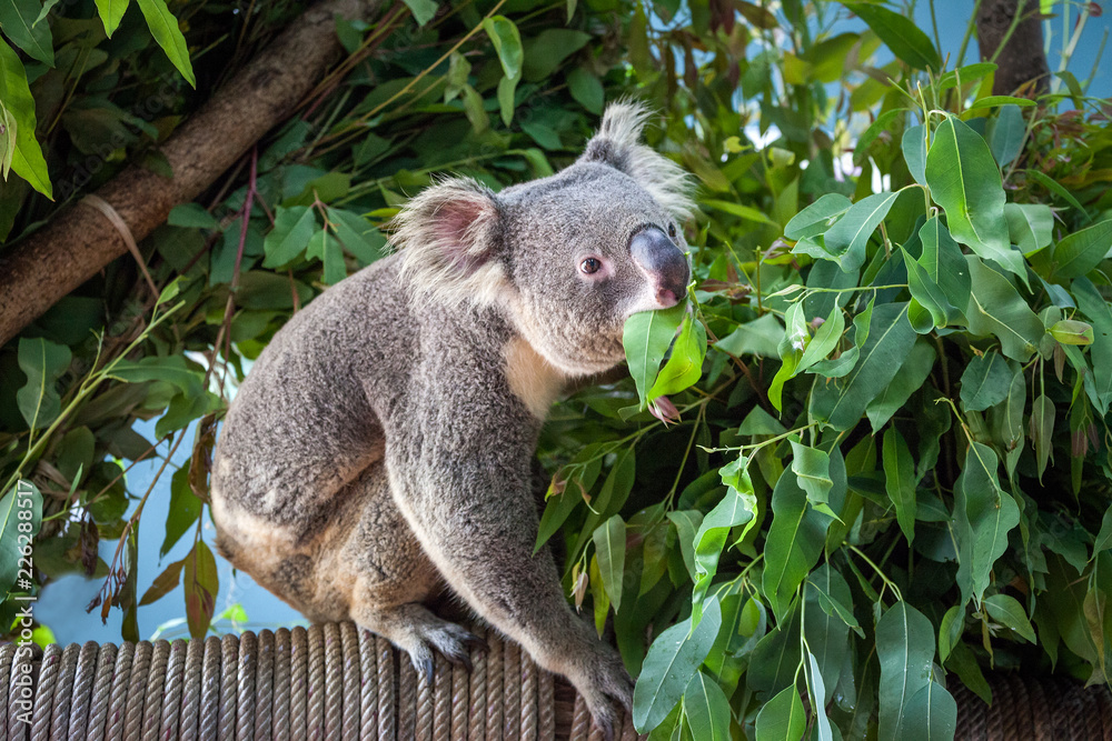 Naklejka premium koala bear