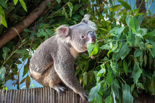 koala bear © apple2499