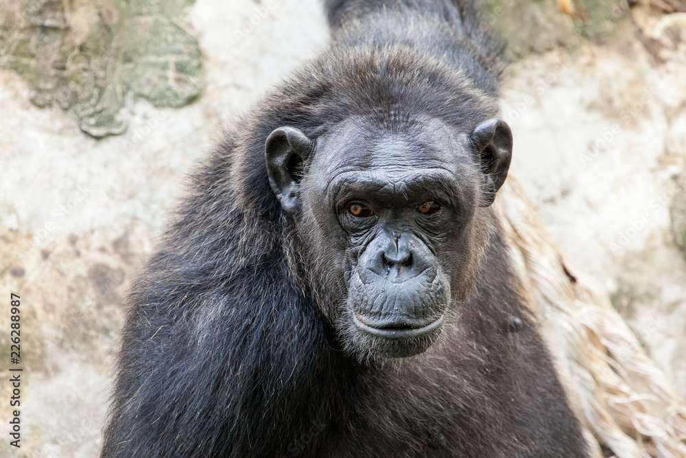 Chimpanzee funny. Chimpanzee funny.