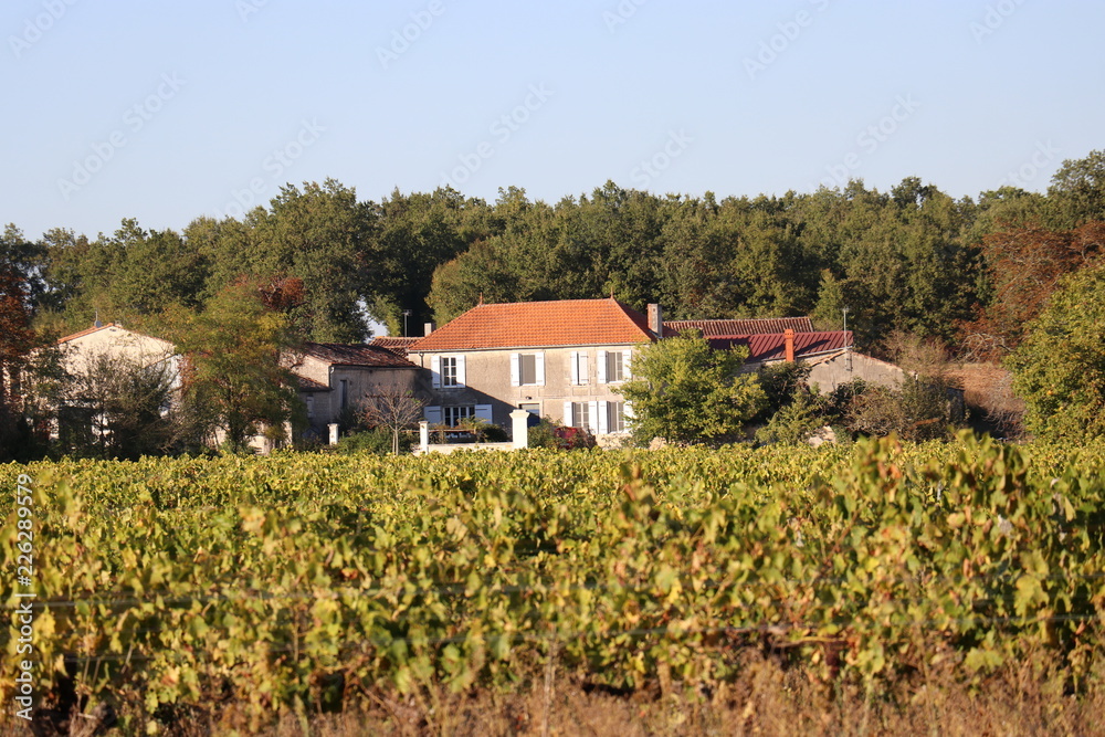 vendanges 2018