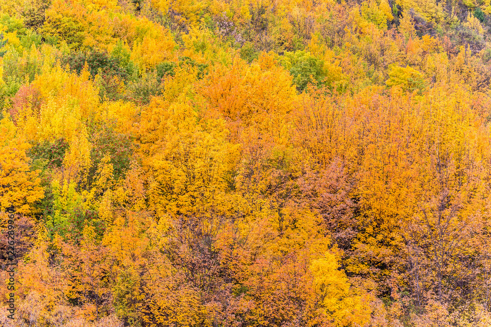 Colorful autumn foliage and green pine trees in Arrowtown Colorful autumn foliage and green pine trees in Arrowtown