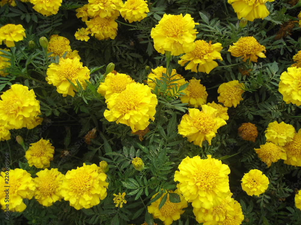 yellow flowers in the garden yellow flowers in the garden