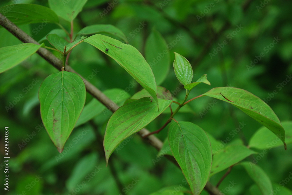 Green leafy forest plant Green leafy forest plant