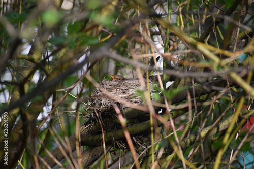 Slika na platnu Blackbird (female) is on the nest.