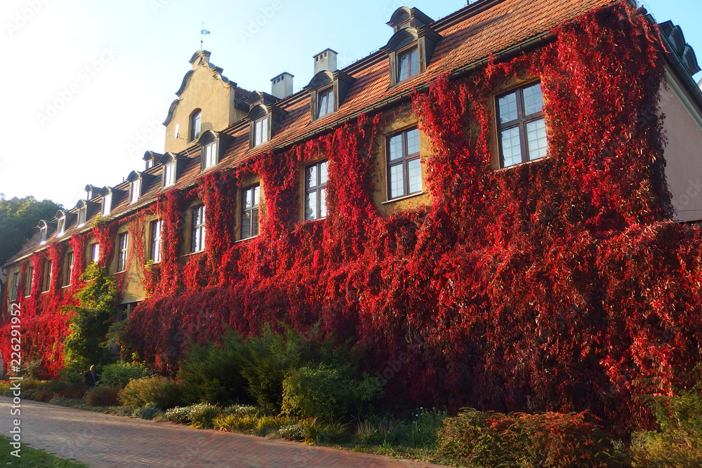 Polska, Gdańsk - czerwony bluszcz porastający ścianę domu w Parku Oliwskim - winobluszcz, dzikie wino (Parthenocissus) - obrazy, fototapety, plakaty 
