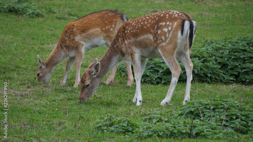 fallow deer in the grass fallow deer in the grass