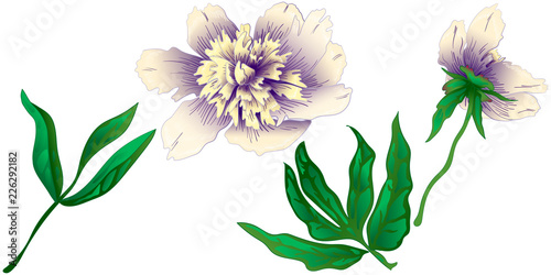 Wildflower white peony in a vector style isolated. Full name of the plant: peony. Vector flower for background, texture, wrapper pattern, frame or border. © yanushkov