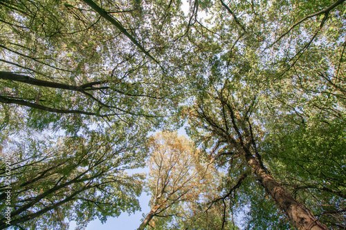 Klimawandel - Wälder und Umweltschutz photo