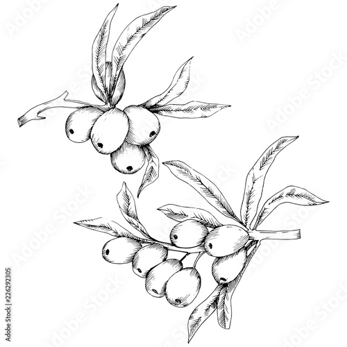 Hippophae plant vector icon on white background. Vector flower for background, texture, wrapper pattern, frame or border.