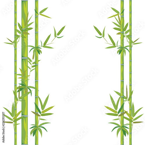 Fototapeta Naklejka Na Ścianę i Meble -  Stalks of bamboo