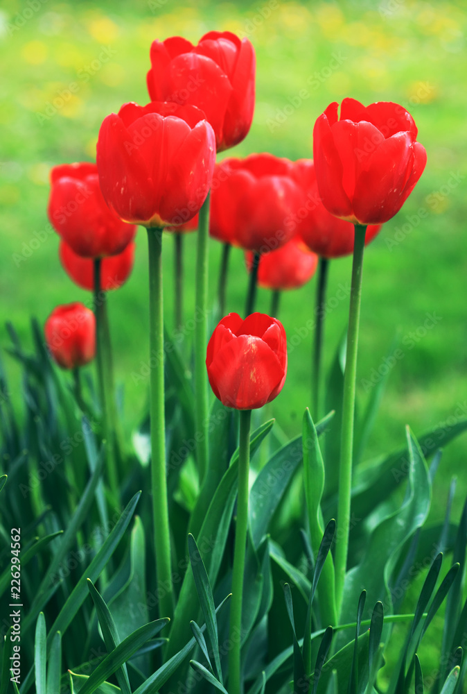 Group of tulips among green leaves