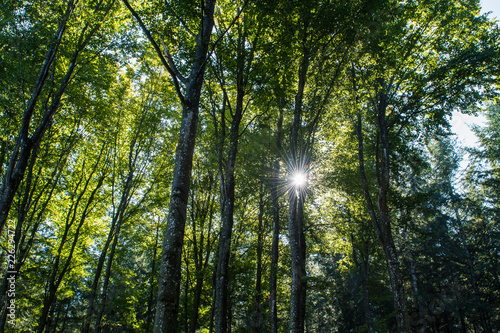 Sonnenlicht in Baumwipfeln