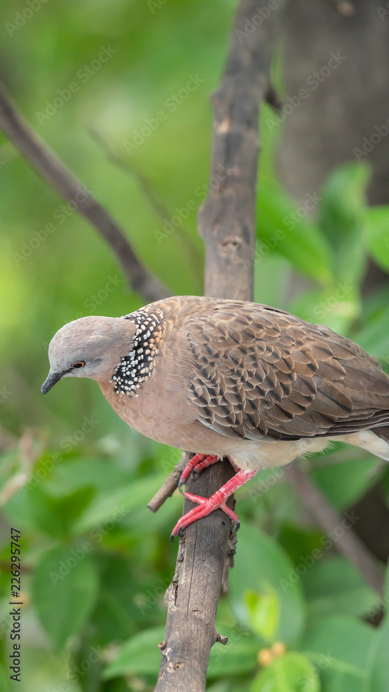 Bird (Dove, Pigeon or Disambiguation) in a nature Bird (Dove, Pigeon or Disambiguation) in a nature