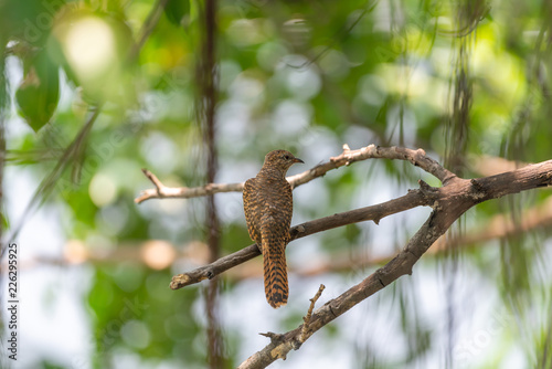 Bird (Plaintive Cuckoo) in a nature wild photo