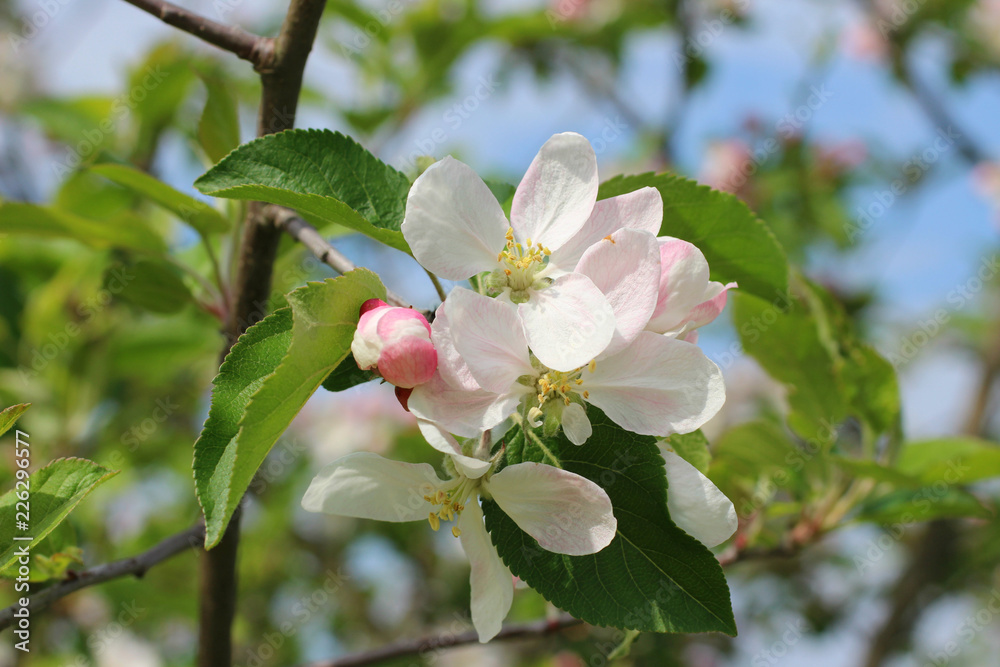 Fototapeta premium Malus sylvestris - Crab Apple - Pommier Sauvage