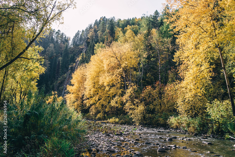 Autumn landscape. Forest, river, stones, rock, leaves.