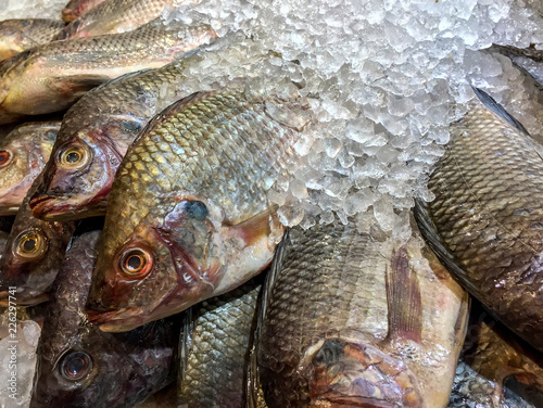 Close up of dead Nile Tilapia fish on ice at the market. photo