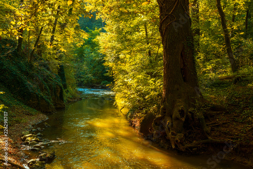 Fototapeta Naklejka Na Ścianę i Meble -  Flowing stream in autumn forest