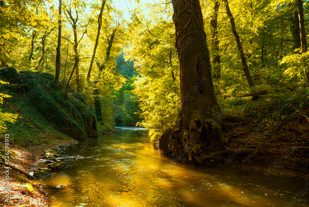 Flowing stream in autumn forest
